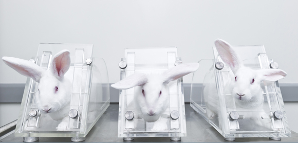 End Cosmetics Testing on Animals